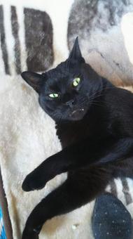 くつろぐ黒猫 猫,黒猫,ペットの写真素材