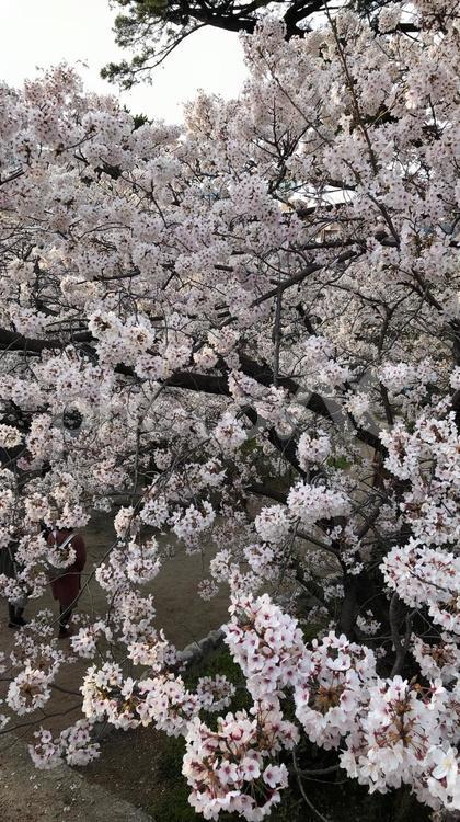 サクラの並木道 さくら,サクラ,ピンクの写真素材