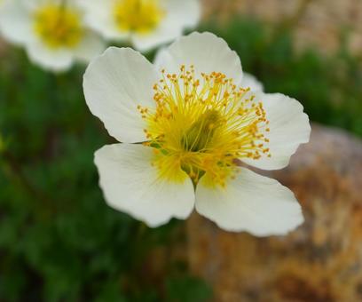 チングルマ チングルマ チングルマ,花,花びらの写真素材