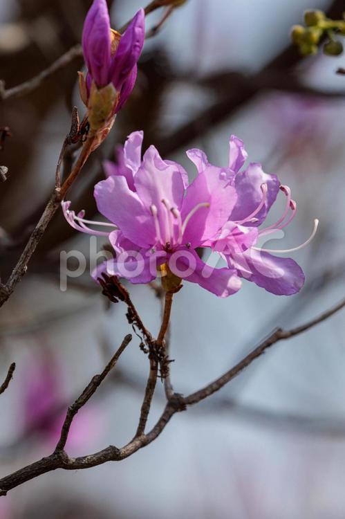 春の訪れを告げるつつじの花 花,植物,ピンクの写真素材