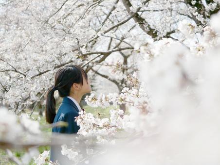 新入学生のイメージ 中学生,新入学,新学期の写真素材