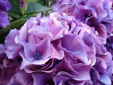 満開の紫陽花 紫陽花,梅雨,花の写真素材