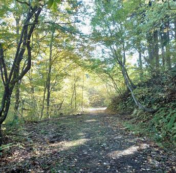 紅葉の山道の写真