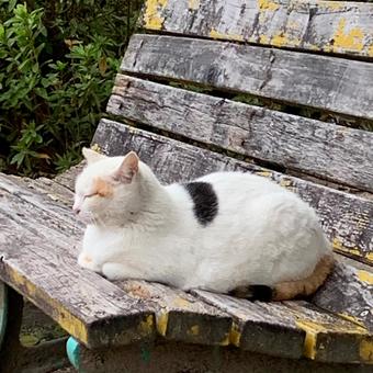 三毛 ベンチ 三毛 ベンチ 猫,野良猫,三毛の写真素材