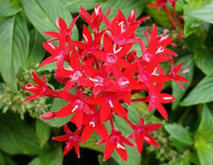 Pentas, JPG Pentas, JPG