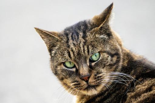猫(309) 食肉目,ネコ科,動物の写真素材