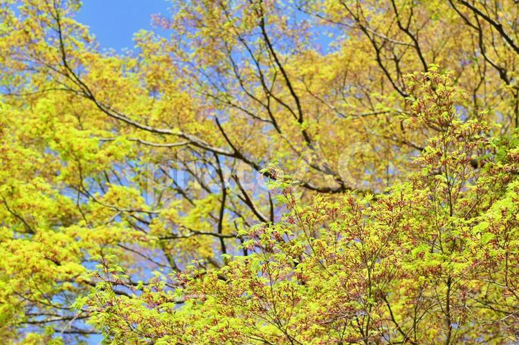 色づく秋の風景 秋,落ち葉,枯れ葉の写真素材
