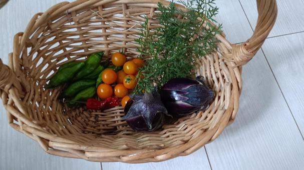 家庭菜園の収穫・夏野菜の盛り合わせ 家庭菜園の収穫・夏野菜の盛り合わせ ミニトマト,茄子,獅子唐の写真素材