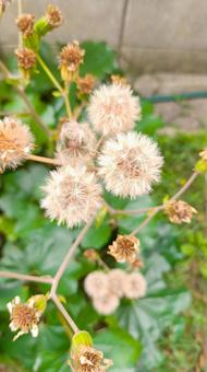 ツワブキの種 綿毛 石蕗 花殻 ツワブキ,石蕗,綿毛の写真素材