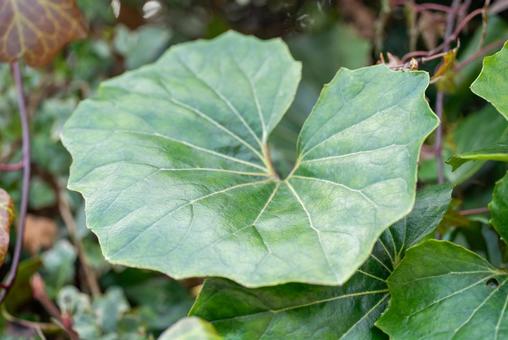 ツワブキの葉のクローズアップ ツワブキの葉のクローズアップ ツワブキ,葉,植物の写真素材