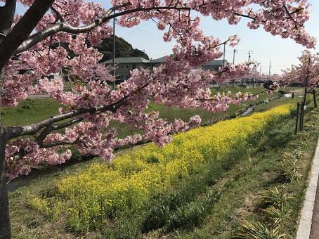 桜 菜の花 桜 菜の花の写真