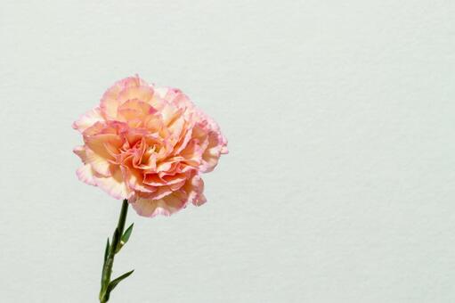 カーネーション 花,母の日,植物の写真素材