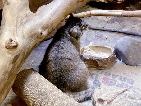 マヌルネコ マヌルネコの写真