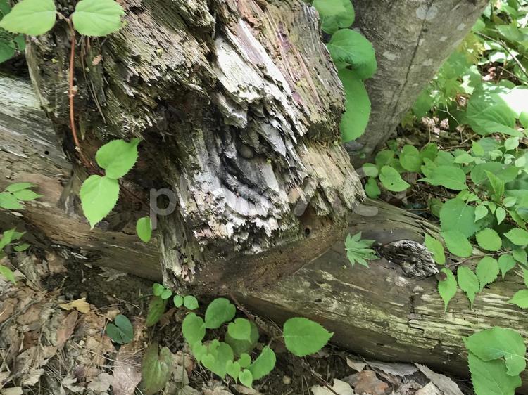 倒木と葉っぱとつる 草,素材,素材画像の写真素材