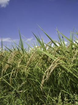 たわわに実る稲穂 稲穂,稲,秋の写真素材