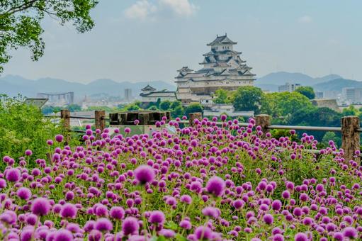 千日紅の花畑と姫路城の絶景 千日紅の花畑と姫路城の絶景 姫路城,千日紅,センニチコウの写真素材