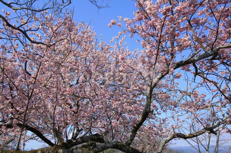 青空のもと満開に咲く桜 桜,さくら,サクラの写真素材
