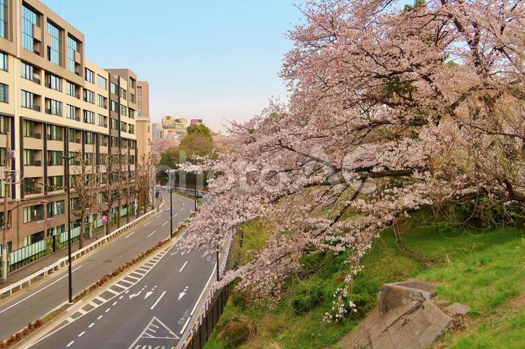 早朝の青山霊園の桜7 青山霊園,桜,外苑西通りの写真素材