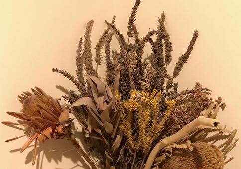 ドライフラワー ドライフラワー,白い壁,ホワイトの写真素材