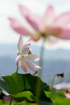 蓮の花 蓮の花の写真