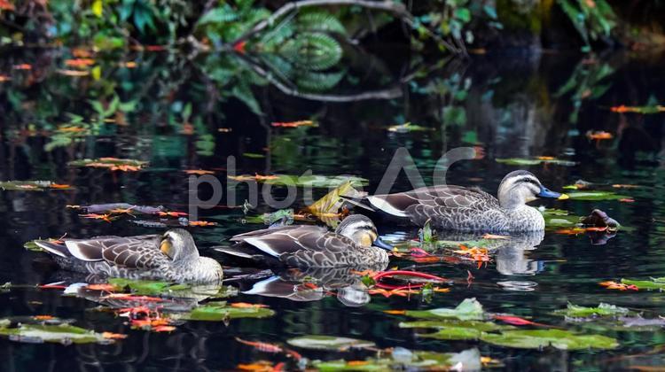 鴨　野鳥　渡り鳥 カモ,かも,鴨の写真素材