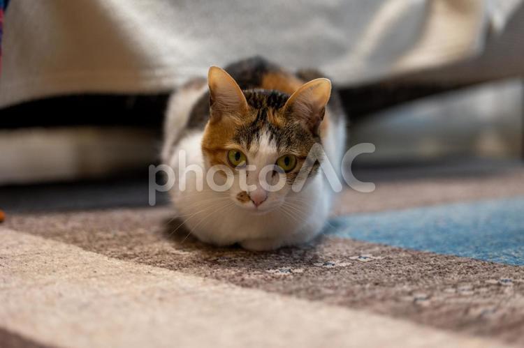 カメラを見つめる猫 猫,ねこ,ネコの写真素材