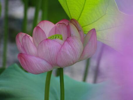 蓮の花。 蓮の花。の写真