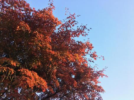 紅葉 紅葉の写真