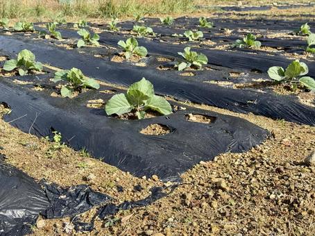 福井県坂井市　冬の畑 畑,農場,竹田水車メロディーパークの写真素材