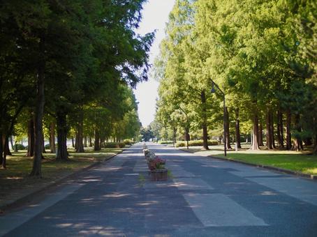水元公園 公園,歩道,遊歩道の写真素材