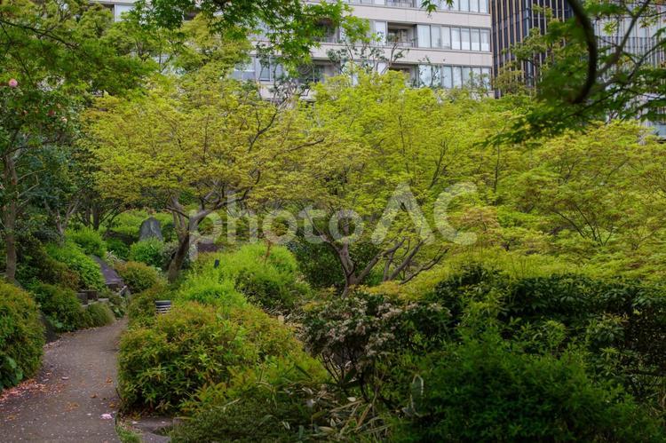 緑がとても鮮やかになった春の檜町公園 東京ミッドタウン,檜町公園,緑の写真素材