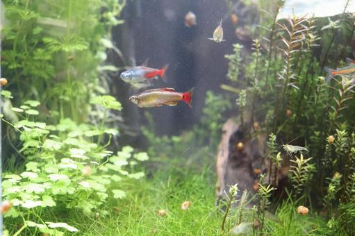 アカヒレがいる水槽 アカヒレがいる水槽 アカヒレ,熱帯魚,淡水魚の写真素材
