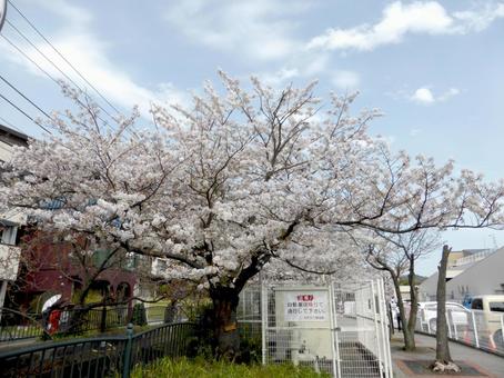 鎌倉市大船・大手スーパー付近の桜風景 鎌倉市大船・大手スーパー付近の桜風景の写真