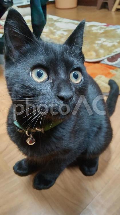 黒猫（キメ顔） 動物,ペット,かわいいの写真素材