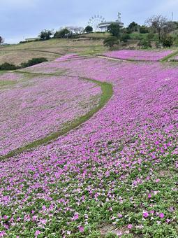 色鮮やかなピンクの花畑 花畑,ピンクの花,じゅうたんの写真素材
