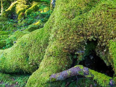 白駒の森 白駒池,北八ヶ岳,にゅうの写真素材