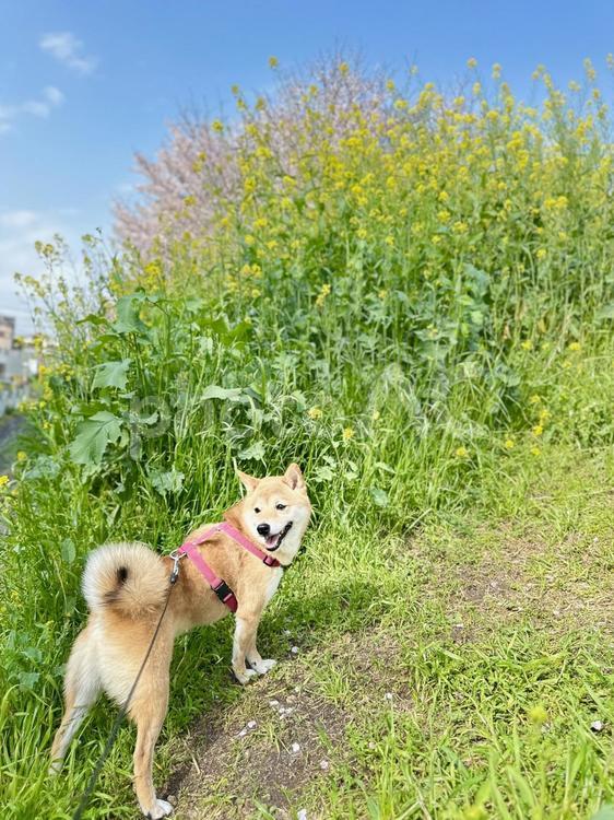 青空の下で散歩する柴犬 青空,犬,柴犬の写真素材