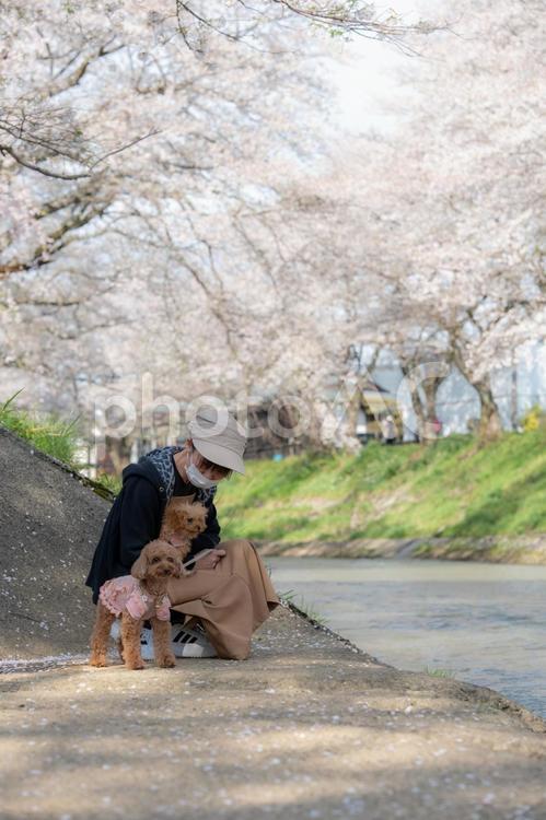 桜並木とトイプードルと女性 トイプードル,トイプー,春の写真素材