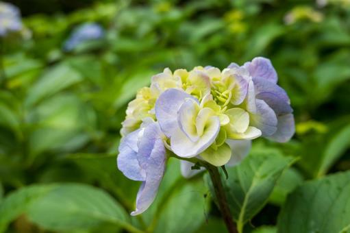 淡黄と淡紫の優美な紫陽花 淡黄と淡紫の優美な紫陽花 紫陽花,黄緑,淡紫の写真素材