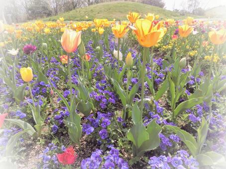 Tulip soft focus, park flowers, yellow flowers, tulip, JPG