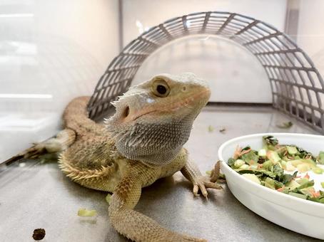 フトアゴヒゲトカゲ フトアゴヒゲトカゲの写真
