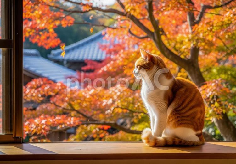 秋の紅葉と窓辺で外を眺める茶白猫 猫,茶白猫,茶トラの写真素材