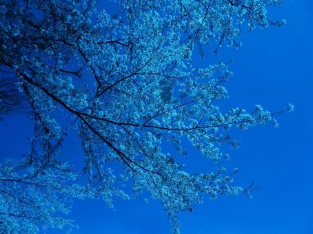 Photo, april, cherry blossoms, petal, 
