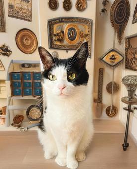 ネコとアンティーク部屋 ネコとアンティーク部屋 ネコ,ねこ,猫の写真素材