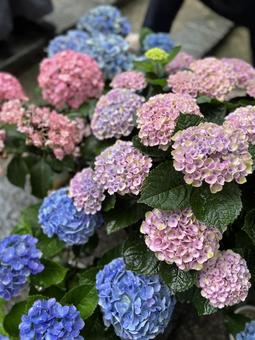 Hydrangea, JPG