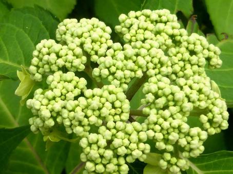 5月、つぶつぶのアジサイのツボミ 5月、つぶつぶのアジサイのツボミ アジサイ,花,植物の写真素材