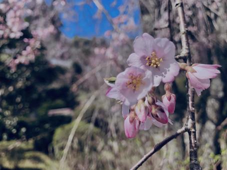 桜 桜 桜,植物,花の写真素材