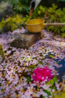 Cherry blossom petals and ladle, JPG
