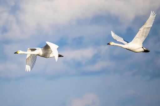 オオハクチョウ⒂ 鳥,オオハクチョウ,ハクチョウの写真素材