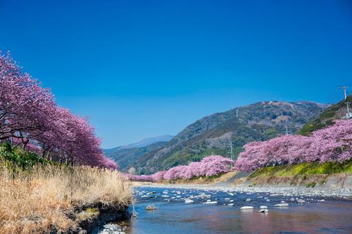 伊豆、早咲きの河津桜、早春の風景 伊豆、早咲きの河津桜、早春の風景 河津桜,桜,春の写真素材